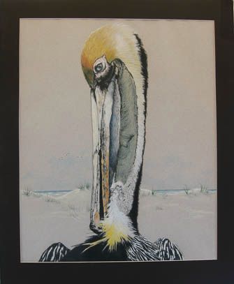 Nancy Parsons Brown Pelican 